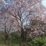 Foto de Vega De Alatorre